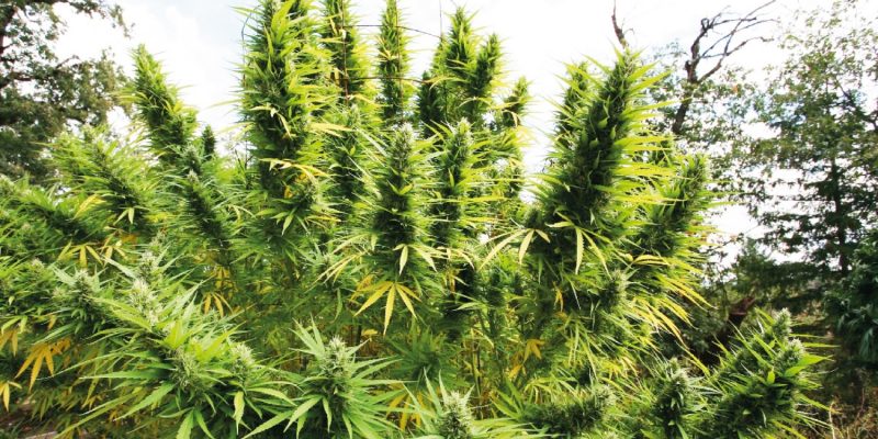 Which Are The Highest Yield Strains Of Cannabis? - Your Health Lifestyle